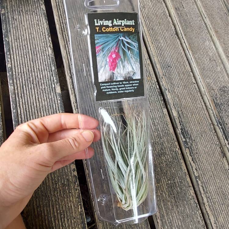 Plant image Tillandsia 'Cotton Candy'