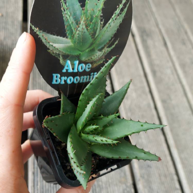 Plant image Aloe Broomii