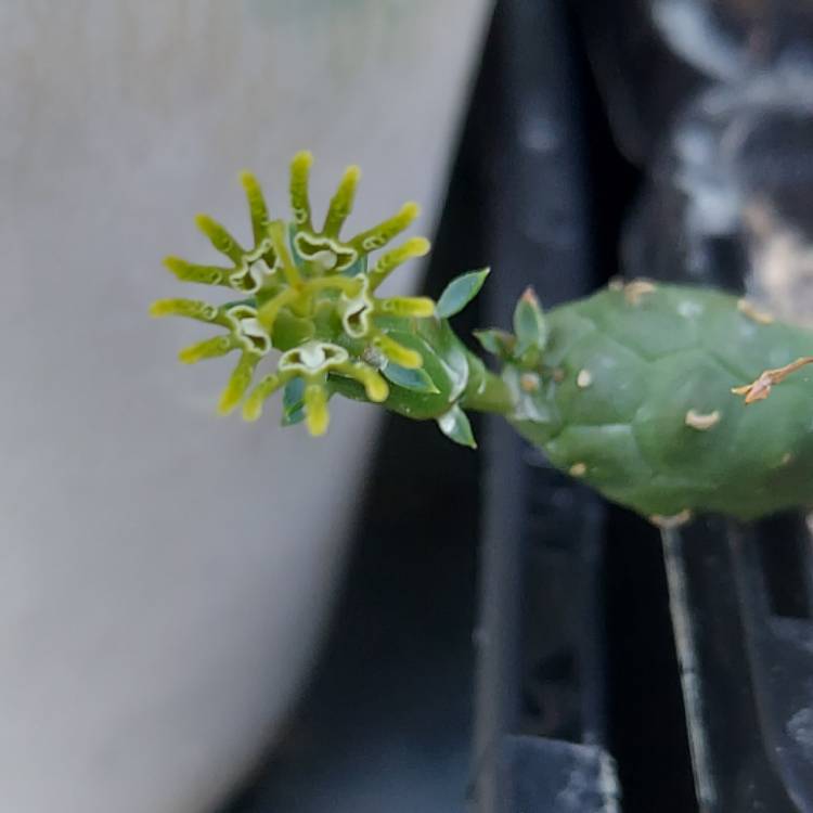 Plant image Euphorbia globosa