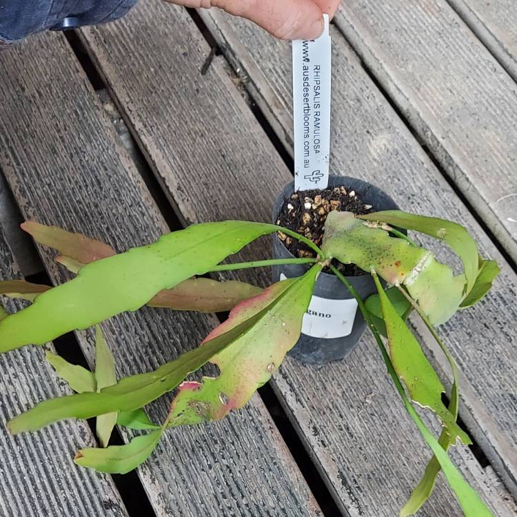 Plant image Rhipsalis ramulosa