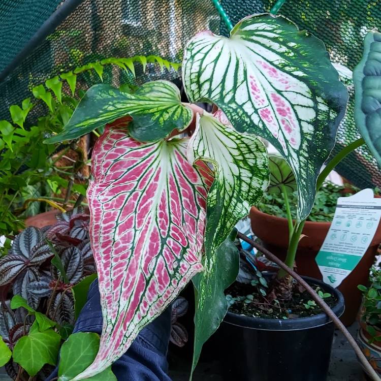 Plant image Caladium 'Thai Beauty'