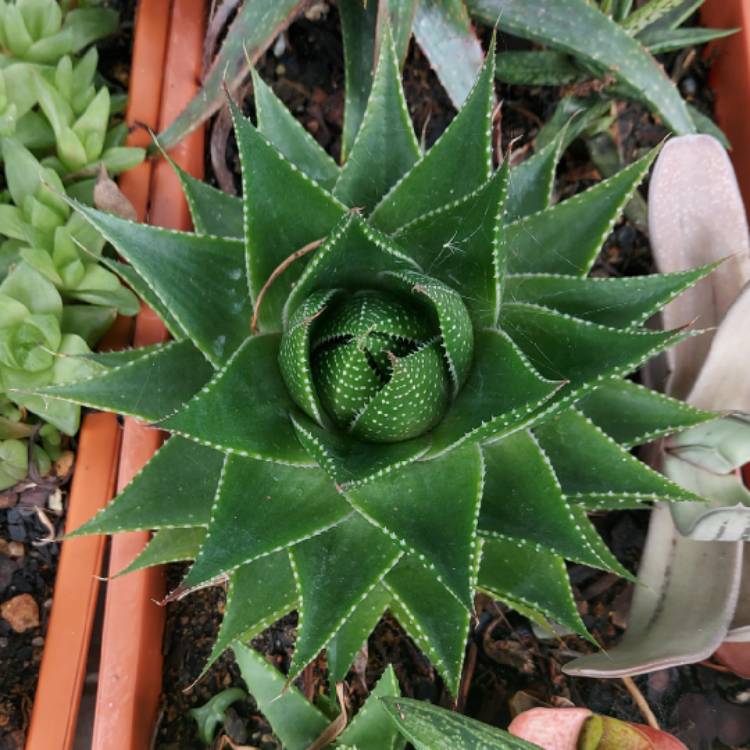 Plant image Aloe 'Cosmo' (Green Pearl)