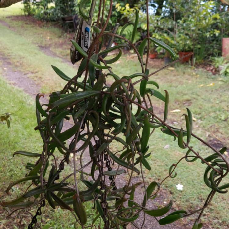 Plant image Kalanchoe Beauverdii