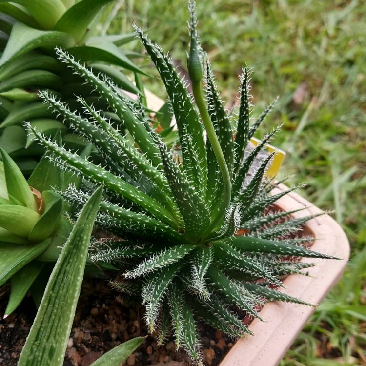 Plant image Aloe haworthioides