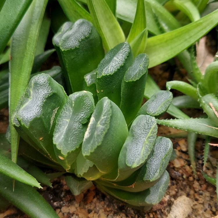 Plant image Haworthia truncata hybrid