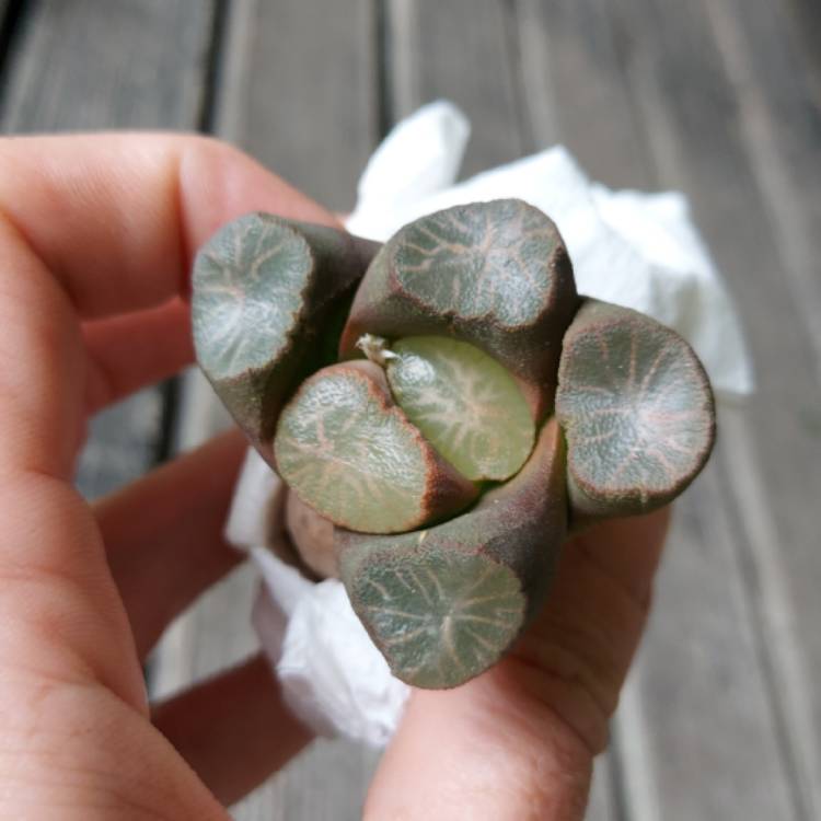 Plant image Haworthia Maughanii