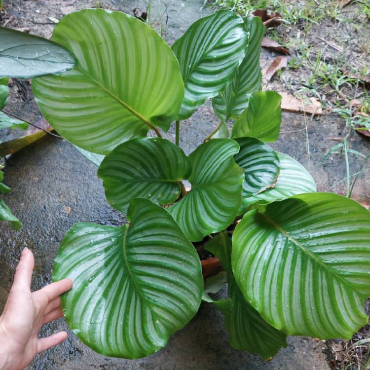 Plant image Calathea Orbifolia