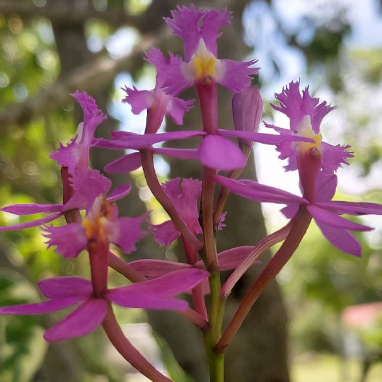 Plant image Epidendrum