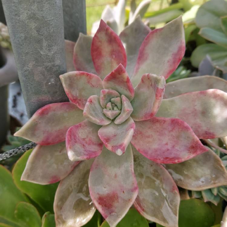 Plant image Graptopetalum Purple Haze