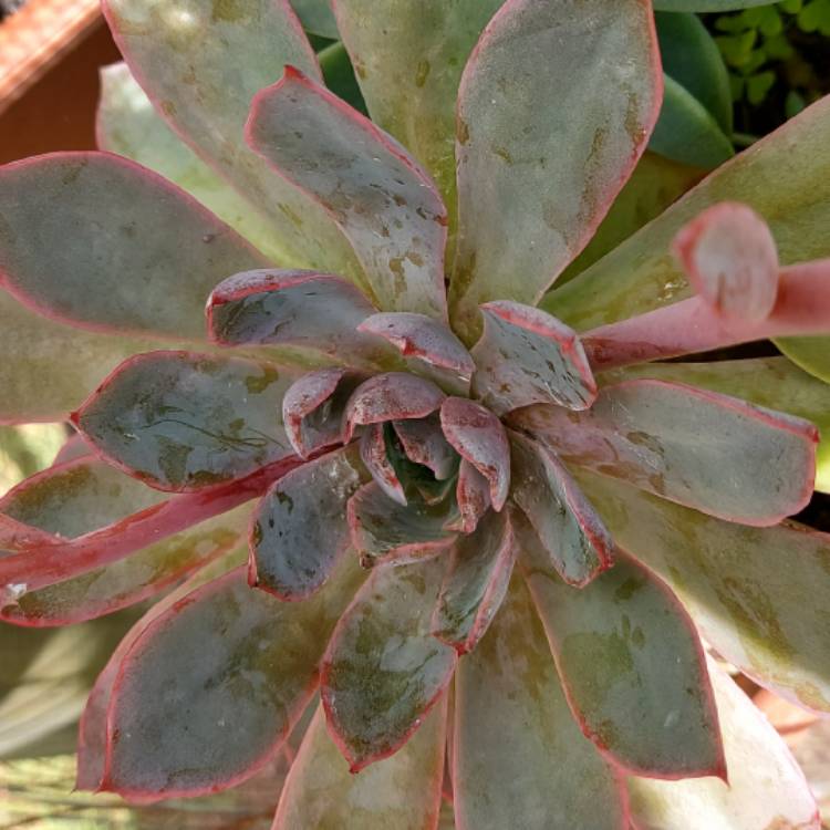 Plant image Echeveria Hera