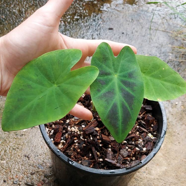 Plant image Colocasia esculenta 'Illustris'