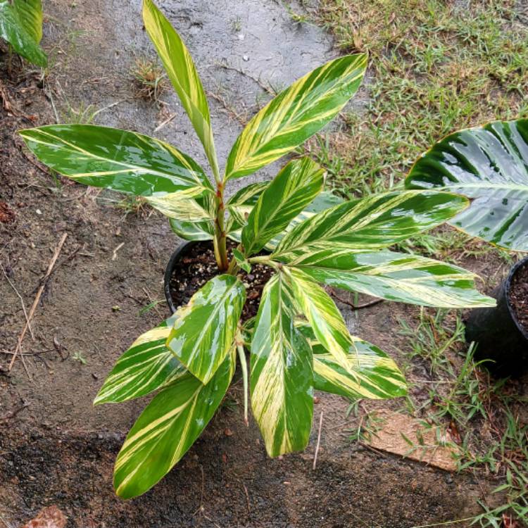 Plant image Alpinia zerumbet 'Variegata'