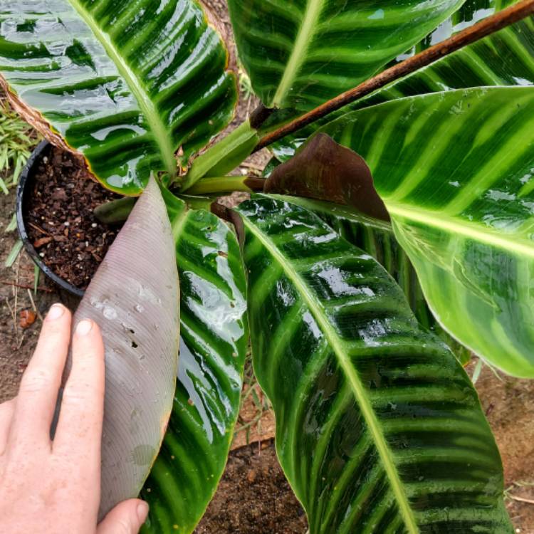 Plant image Goeppertia zebrina syn. Calathea zebrina