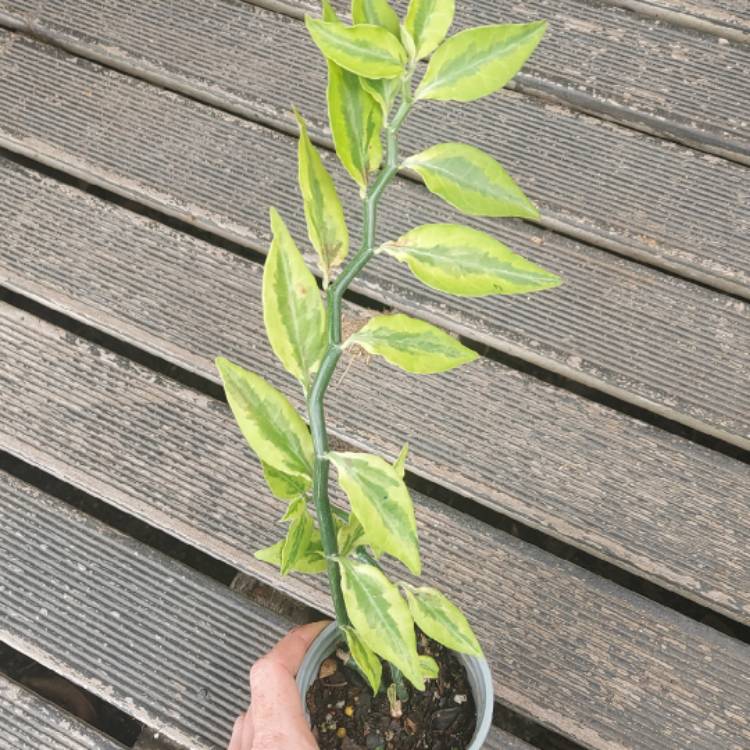 Plant image Euphorbia tithymaloides ‘Variegatus'

