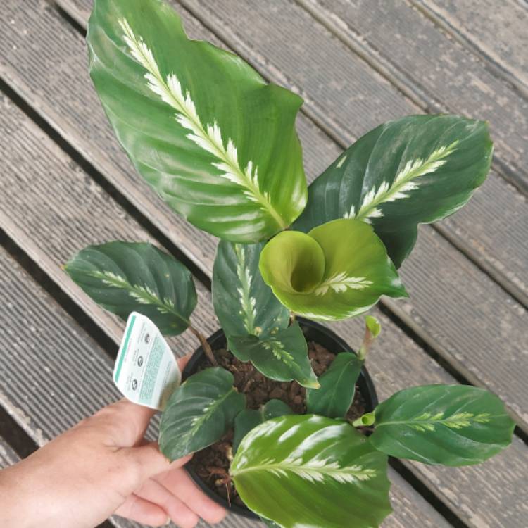 Plant image Calathea 'Maui Queen'