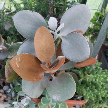 Kalanchoe orgyalis