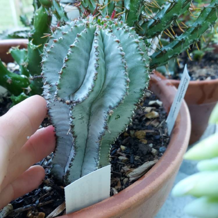 Plant image Euphorbia polygona 'Snowflake'