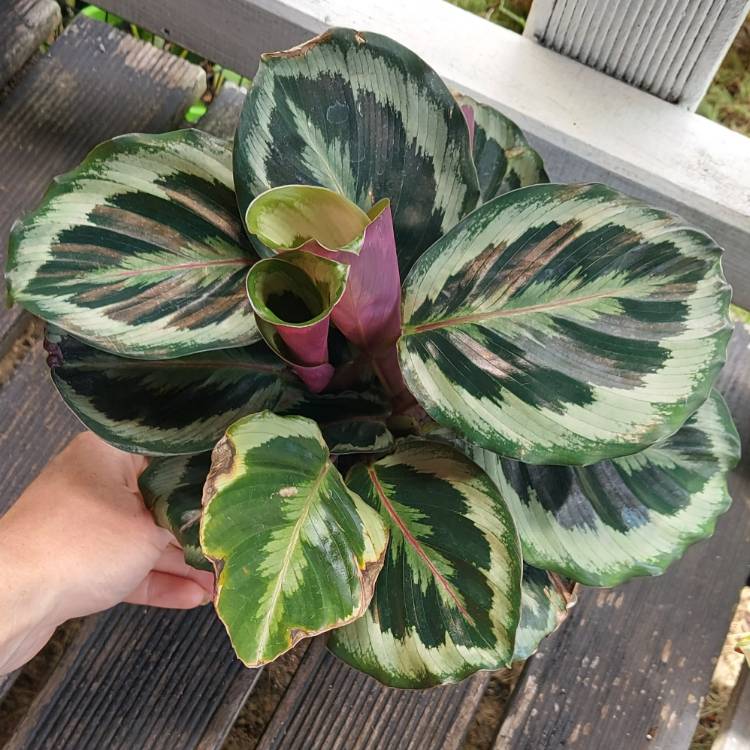 Plant image Calathea Sanderiana 'Julia'