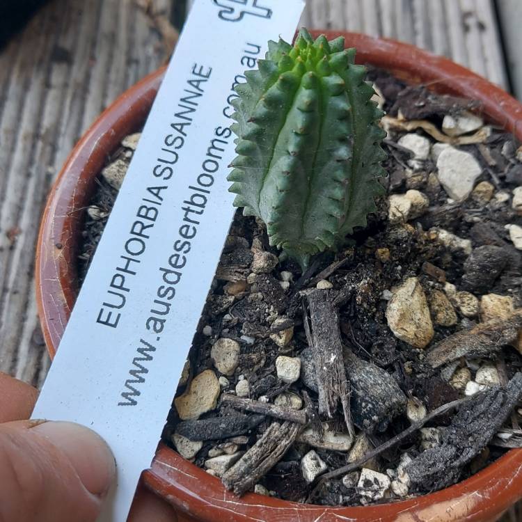 Plant image Euphorbia susannae