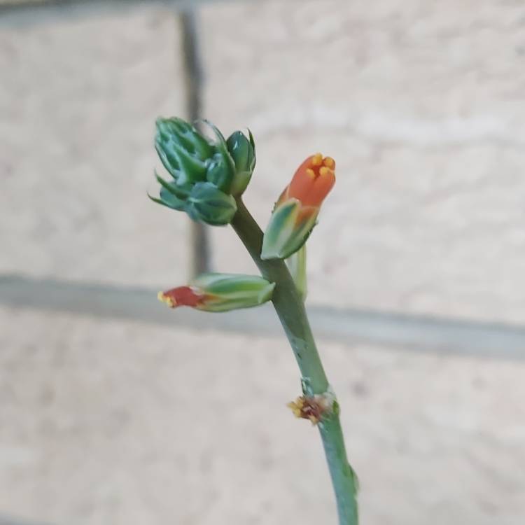 Plant image Aloe haworthioides