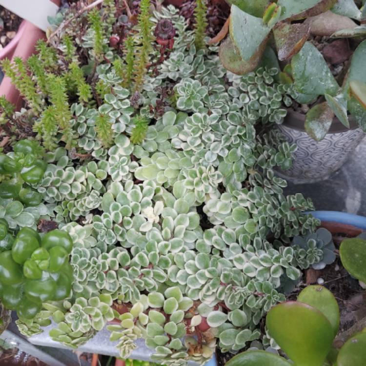 Plant image Sedum makinoi 'Variegata'