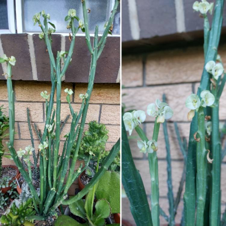 Plant image Euphorbia pteroneura