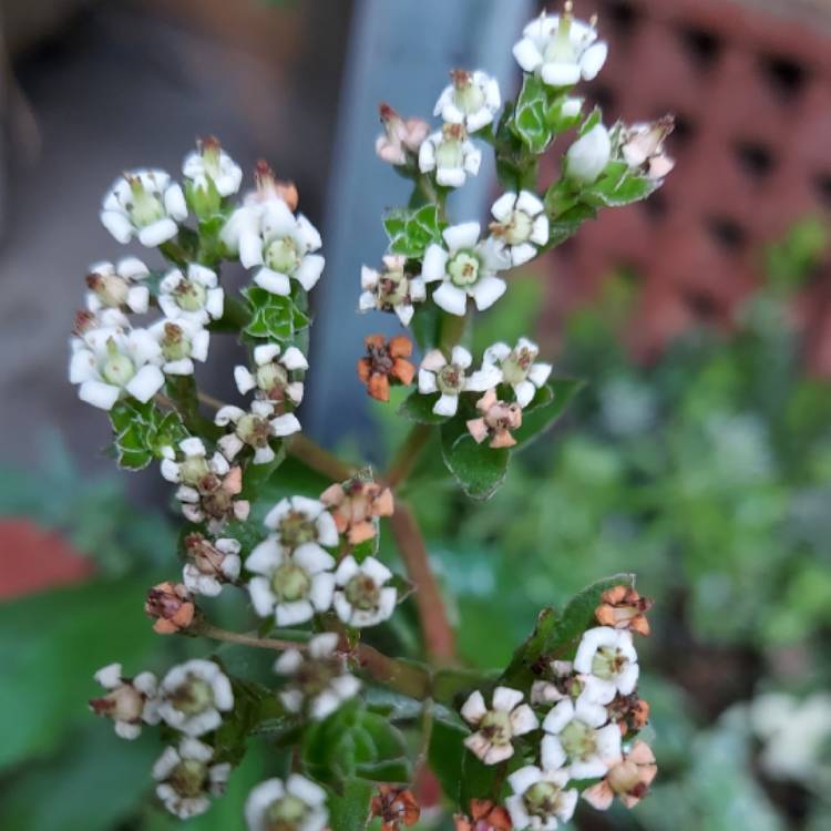 Plant image Crassula platyphylla variegated