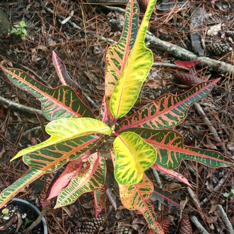 Plant image Codiaeum variegatum 'Oakleaf'