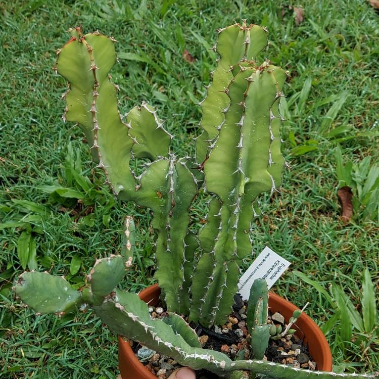 plant image 1579876