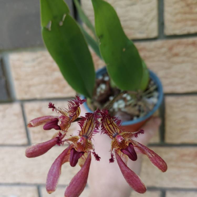 Plant image Bulbophyllum rothschildianum