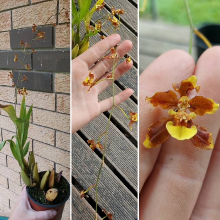 Plant image Oncidium Orchid