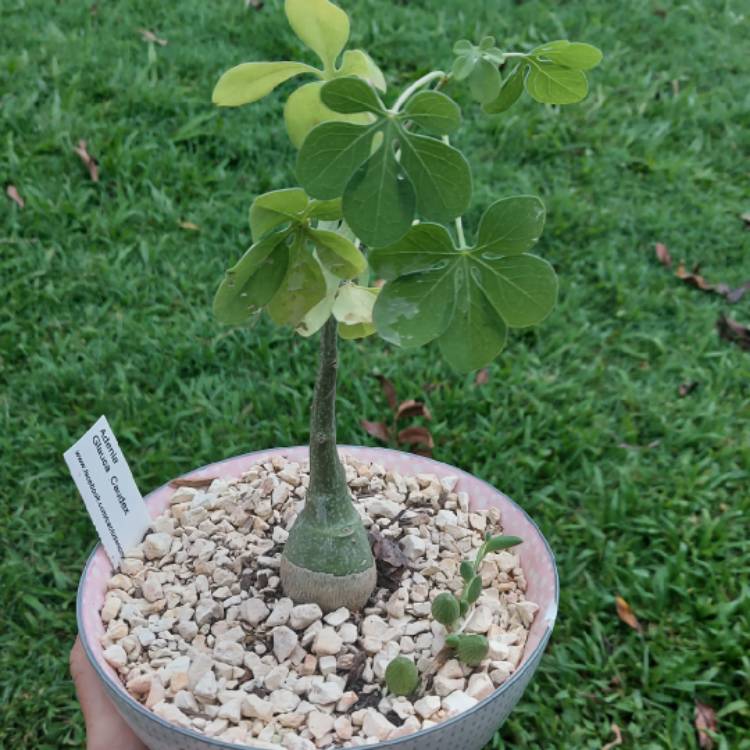 Plant image Adenia Glauca Schinz