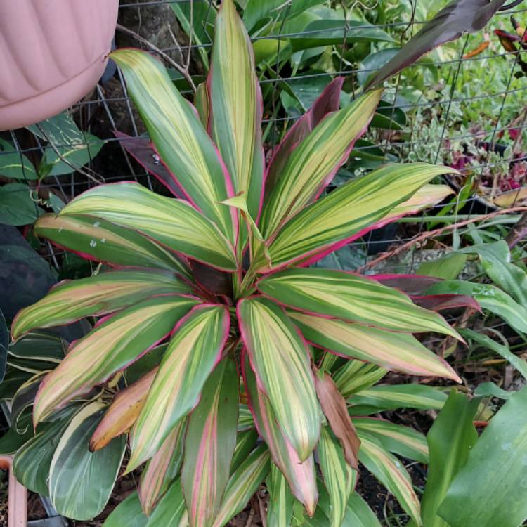 Cordyline fruticosa 'Kiwi', Cabbage tree 'Kiwi' - uploaded by @Jod_Jod_1207