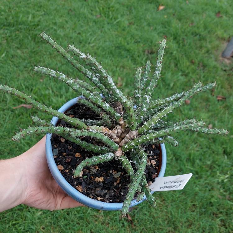 Plant image Euphorbia petricola