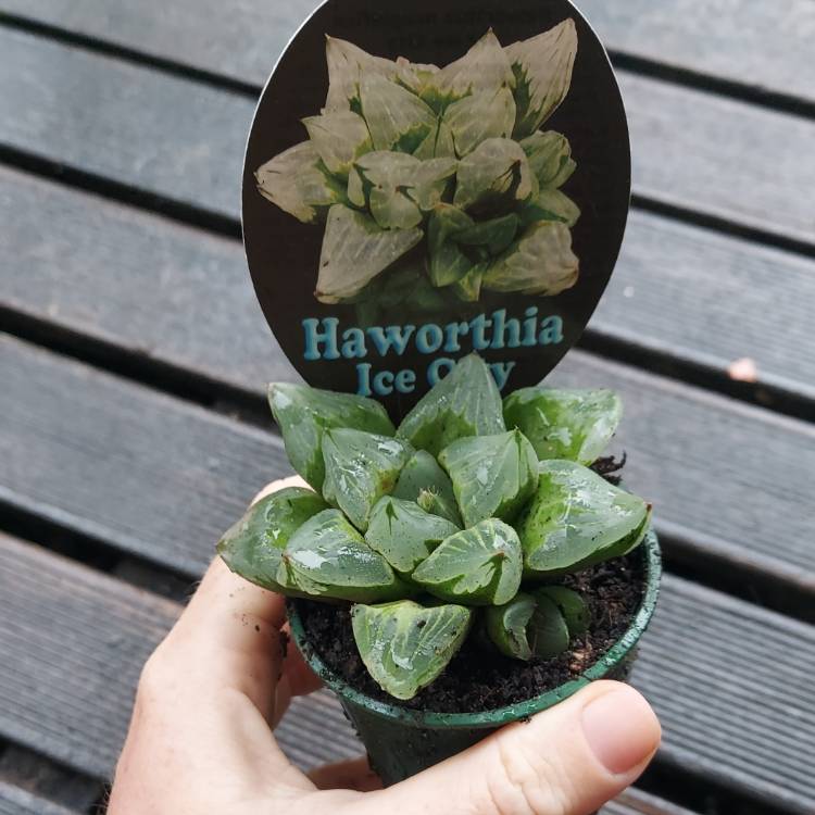 Plant image Haworthia Retusa 'Ice City'