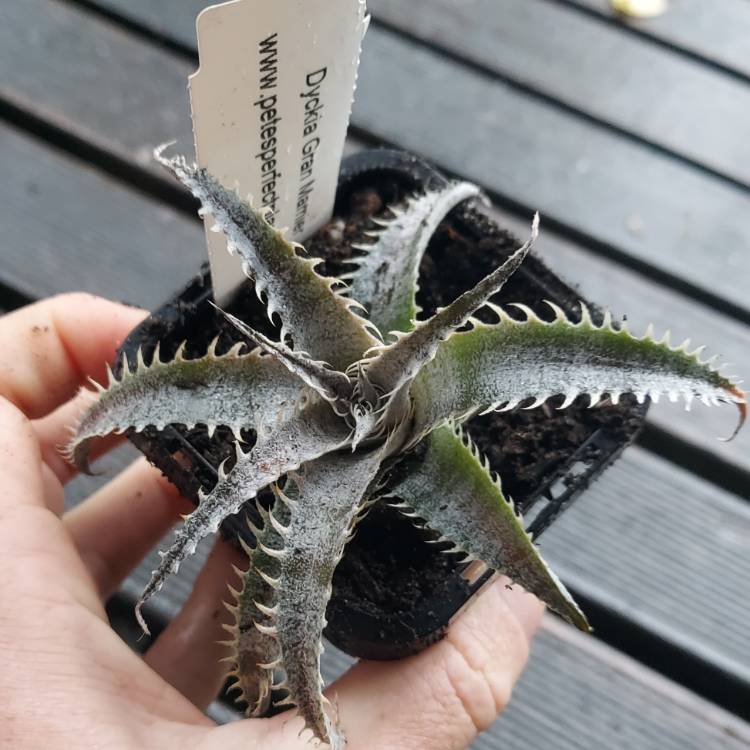 Plant image Dyckia Marnier-Lapostollei