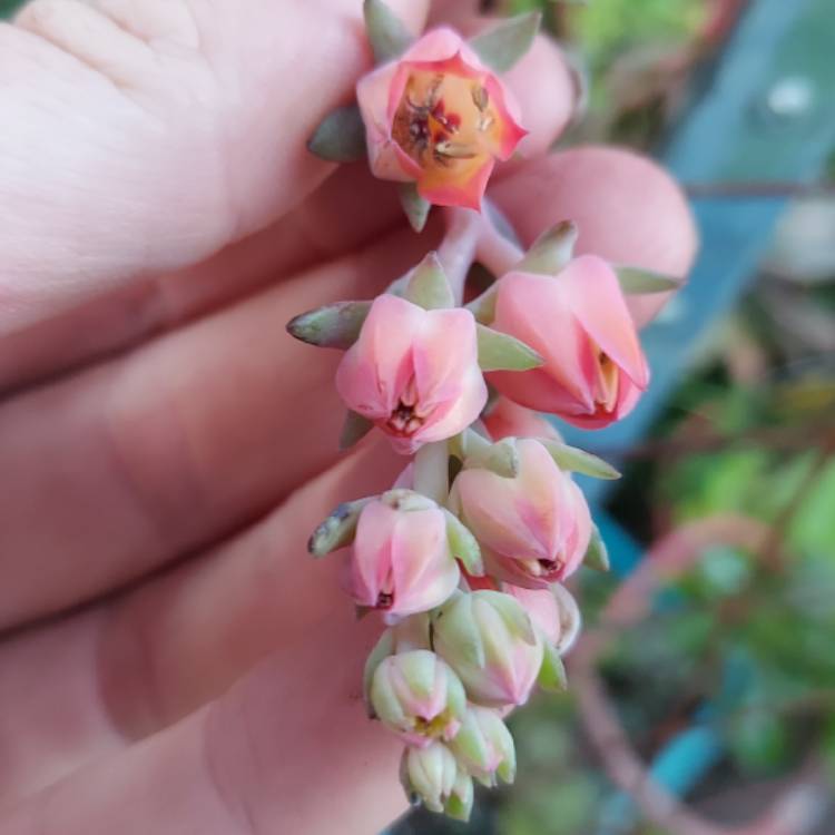 Plant image Echeveria Katella IV