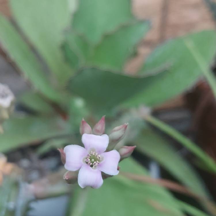 Plant image Kalanchoe Synsepala 'Gremlin'