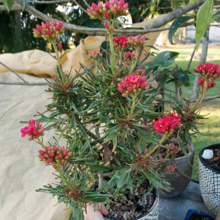 Plant image Kalanchoe katapifa 'Tarantula'