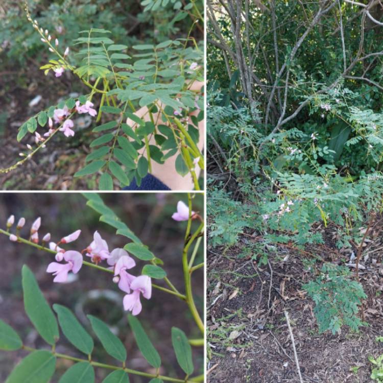 Plant image Indigofera Australis