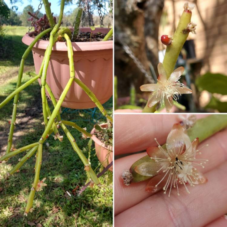 Plant image Rhipsalis Trigona 