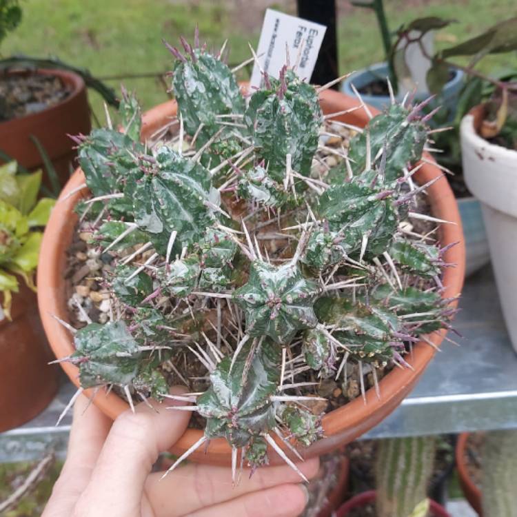 Plant image Euphorbia ferox