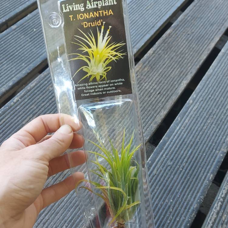 Plant image Tillandsia ionantha 'Druid'