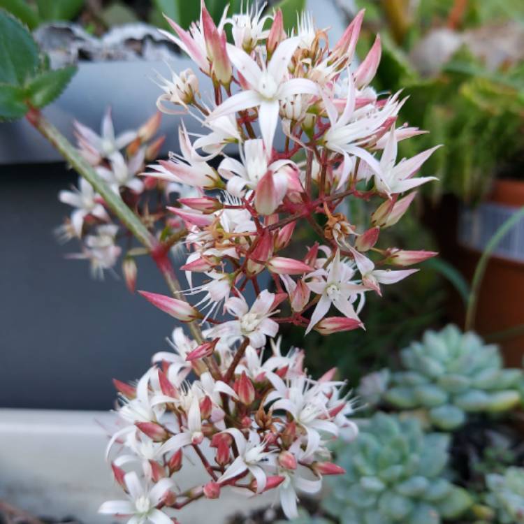 plant image 1615504