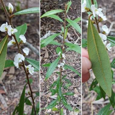 Hovea acutifolia