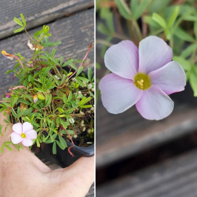 Plant image Oxalis glabra