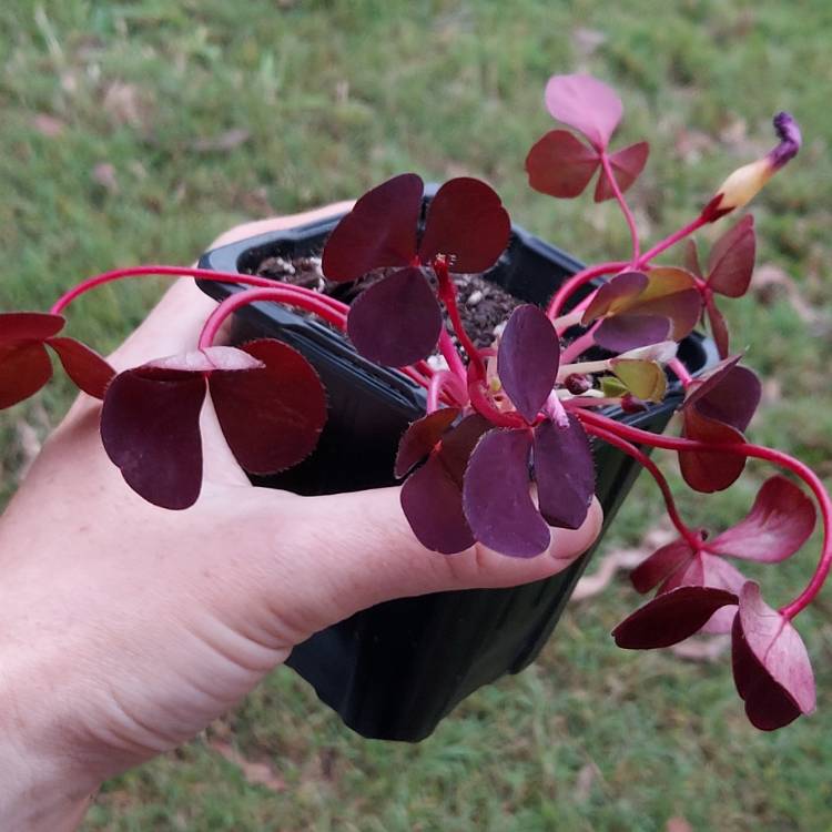 Plant image Oxalis purpurea 'Garnet'