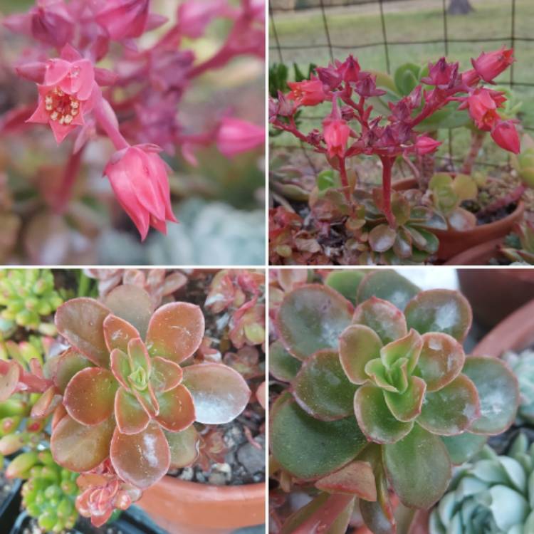 Plant image Echeveria Candy