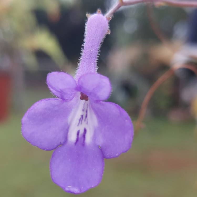 Plant image Streptocarpus caulescens