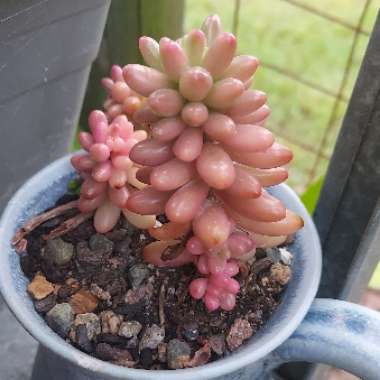 Sedum Rubrotinctum 'Aurora'